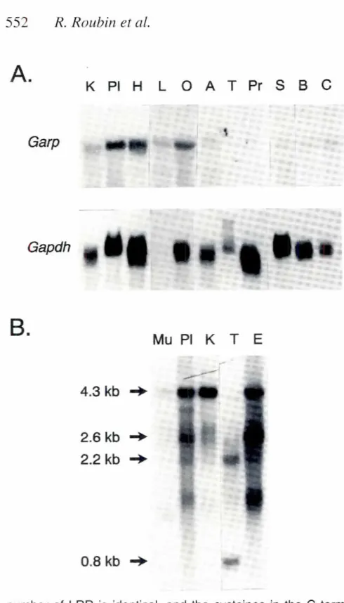 Fig. 10. Expressionlines. Northern blot hybridizationsof mouse
