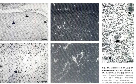 Fig. ".megakaryocytes