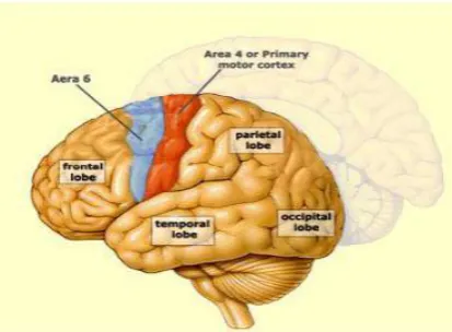Figure 1. Structure of Brain 