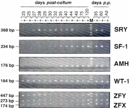 Fig. 4. SRY expressioncycles)day-oldreversein postnataltestes.RT-PCRamplification(30from differenttesticularsamplesusingsheepSRY primers(M2-M9J