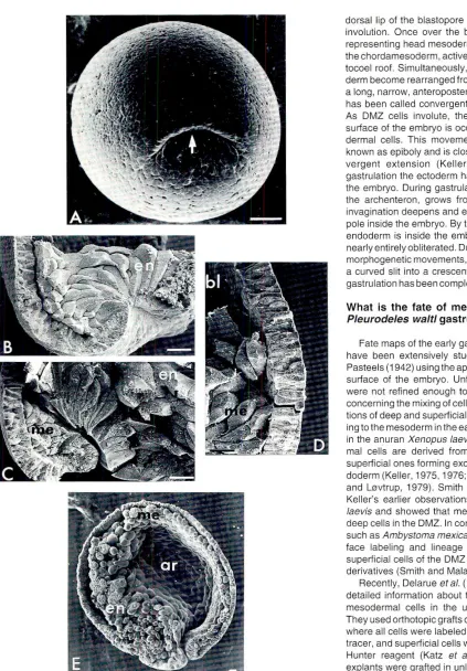 Fig. 1. Scanningelectronmicrographsof Pleurodeleswaltlembryosduringgastrulation.IA)Externalview.Early gastrulastage(stage8bJ.Formationof the blastoporeas a depressionin the dorsal regionof the embryo(arrow).Scafe bar, 200 f,1m