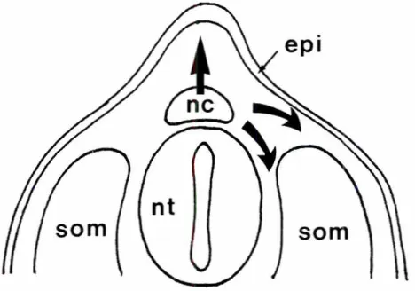 Fig. 5. Migratoryroutesof NC cells in the trunkof a urodeleembryo(premigratorycreststage;schematicrepresentationof a transversesection).The routes are directeddorsolarerally (betweensomltes.som.and epidermis.epi)