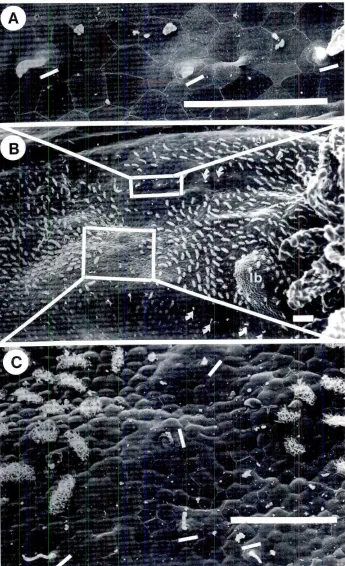 Fig. 5. Scanning electron micrographs of the right side of an axolotl hatchling, showing thelocation(arrowsin BI and polarityiA,C)of neuroma~t::idepo5itedby a divertedMLprimordium