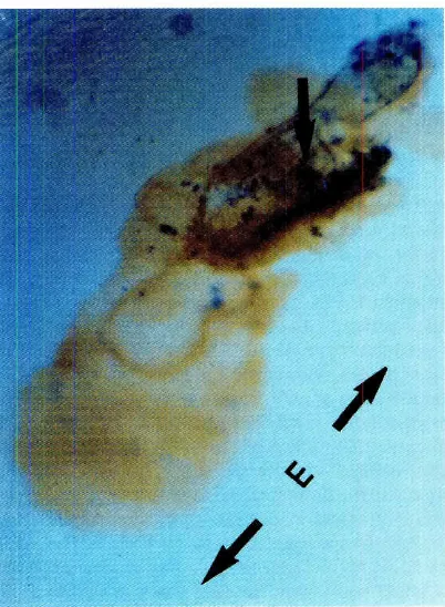 Fig. 8. Keller sandwich/6days in culture (Pleurodeles waltl). Whole-mount immunodetectionof neurofifament(brown) and myosin (blue)