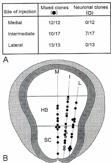 Fig. 9. The fate map of mixed and neuronalprogenitorsin the neuralplateshowsthe originof neuronalcells along the intermediateaxism.Mixed progenitors are found throughout the neural plate area (M, I