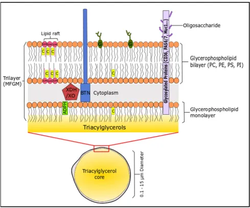 Figure 2: Illustration of the milk fat globule membrane. The sizes in this schematic are not in proportion