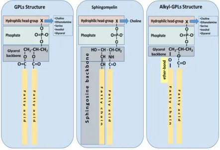 Figure 1: The most common structures of phospholipids are depicted. Phospholipids with a glycerol backbone (GPLs); Sphingomyelin as a representative of a sphingosine-backbone phospholipid (SPLs); Alkyl-phospholipids (Alkyl-GPLs) that have a fatty chain lin
