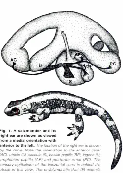 Fig. 1. A salamanderright ear are shown