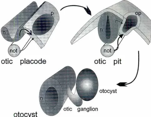 Fig. 2. This drawingshowsthebetweenthepresumedinductiveinteractionsthe neuroectodermIn) and the mesoderm(representedbynotochord,not)whichinducean oticplacode(pi whichwillinvaginateinto an otic pit top) thatwill separatefrom the ectoderm(light grey) to becomethe otocyst.Experimental evidence indicates thatthere is variation in the relative importance of the neuroectodermal andmesodermalrnductive actions (arrows) probably over time (asshown here)and also between species.