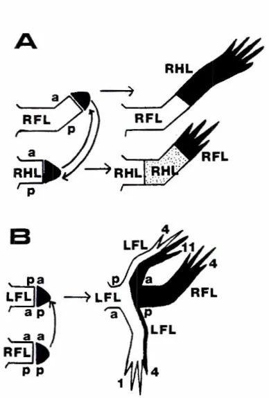 Fig. 1. Experimentsdemonstratingself-organizationof thelimbregenerationblastema.IAI Wrist blastemaof a rightforelimb(RFLJautograftedto themid-thighstumpof a righthindlimb(RHLJ.andviceversa.The graftedblastemas(black)differentiateaccordingto theirlimbtypean