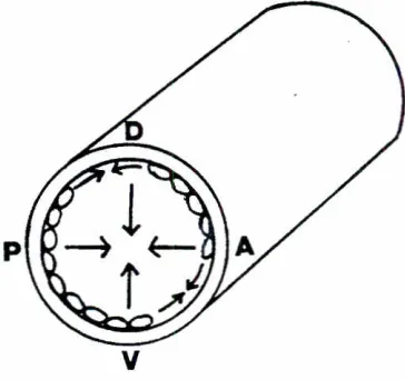 Fig. 2. Cross-sectionof amputatedlimbillustratingcircumferential(shorterarrows)and centripetal(longerarrows)directionsof interca-lationto eliminatediscontinuitiesin the transverseplane.The dIrec-tions are deduced from the results of expenments on supernume