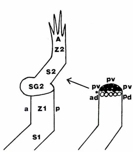 Fig. 3. RA-induced supernumerarylimbprobablyary" transverseformation.Left,11mb regener-ate of a urOdeletreatedwith100 ug RA/gmbodywt by intraperitonealinjectionduring the accumulationblastemastage.The limb was amputatedat the level of the wrist,but RA prox