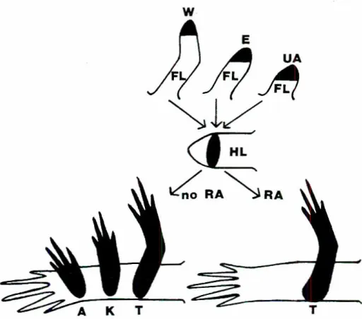 Fig. 4. Affinophoresisassay for blastemajunctionassay.articulatearticulatescell affinity