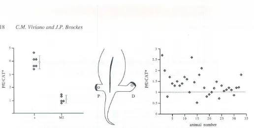 Fig. 1. A comparisonof in vivoandin vitroreporterstimulationin proximal(PJ versusdistal(D) blastemas.(Middle)Diagramof a newtwith bothproximaland distal hindfimbamputations.In in vivo experiments:a pelletofce/fstransfectedwith a RA-responsivereportergenewa