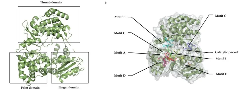 Figure 1: a) General structure of RdRp with three major domain; Thumb, palm and finger, b) distribution of motifs A to G along with inner catalytic channel