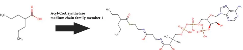 Figure 3: One step pathway to valproic acid Co-A by Acyl-CoA synthetase from prodrug valproic  acid