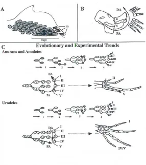 Fig. 4. Limbbranching pattern