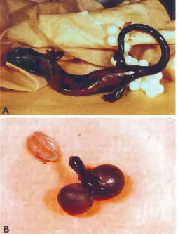 Fig. 1. Two
