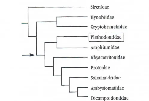 Fig. 3. Phylogeneticrelationshipsamongextanturodeles,basedonanalysisof "totalevidence"(Larson and Dimmick,1993)