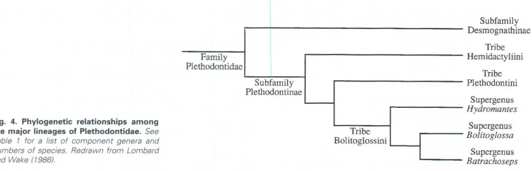 Fig. 4. Phylogeneticthe major lineages