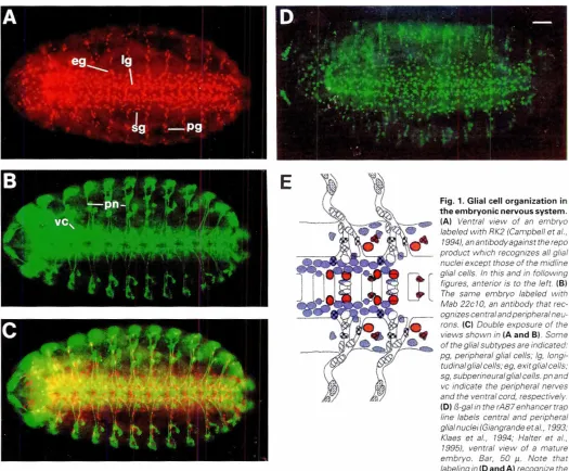 Fig. 1. Glial cell organization