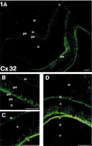 Fig. 1.lmmunohistochemicallocalizationof connexinpersistedpredentin;of theameloblasts32 in the developingmolarrat.(A) Bell stagedtooth (E21)