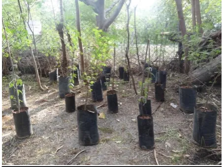Fig. 3. Field susceptibility trail for the scale insect in a farmer’s field in Coimbatore, India involving prickly acacia (control) and five test plant species below scale-insect infested prickly acacia trees and with scale-insect infested prickly acacia p