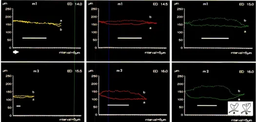 Fig. 2. Morphometry.Graphs represent the anrero-posterior changes of distance a (fullline) and b (dashedline) in micrometers(pm) whichrepresentthe heightof the middle(a) and marginal(b) part of the denralepithelium,respectively,duringcap formation.The curv