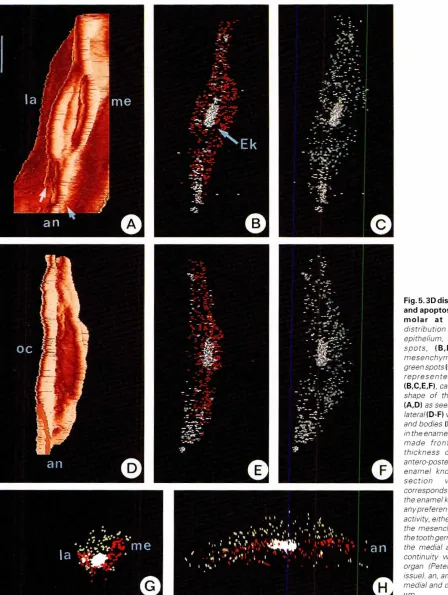 Fig. 5. 3D distributionof mitosesin the first upperED15.0.Spatial
