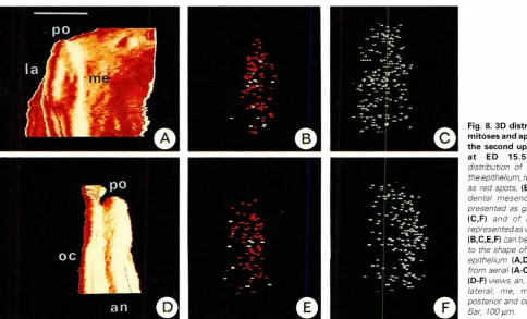 Fig. 7. 3D distributionof mitosesand apoptosisin the first uppermolar.100 1Jm thick frontal sectionsfromreconstructions illustratethe distributionof the differentcellular activities in rhe central part of the developingtooth at ED 14,0 IAI