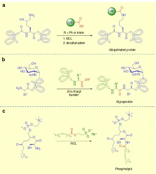 Figure 7 | Synthetic applications of S-to-N acyl transfer. (Sa) S-to-N acyl transfer as a strategy for chemical ubiquitination of proteins (b) Intermolecular-to-N acyl transfer mediated ligation for the preparation of glycopeptides (c) De novo synthesis of phospholipids membranes using NCL.
