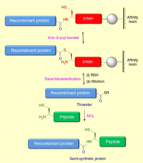 Figure 5 | Expressed protein ligation (EPL) for the synthesis of proteins.Initial N-to-S acyl transfer generates a thioester which subsequentlyundergoes trans-thioesteriﬁcation with an exogenous thiol