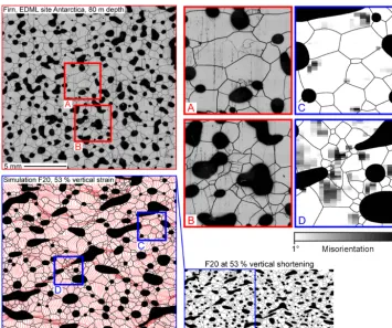 Figure 8. Comparison of simulation results of F20 at 53 % vertical shortening with ﬁrn microstructure mapping images from the EDML icecore site at 80 m depth (courtesy of Sepp Kipfstuhl)