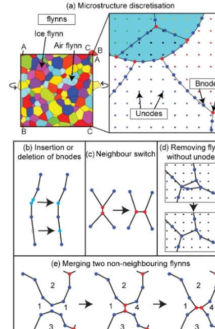 Figure 1. Microstructure discretization in Elle. (a) A contiguous setof polygons (ﬂynns) is composed of boundary nodes (bnodes) andhas periodic boundaries