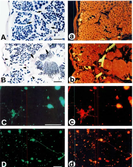 Fig. 6. Expressionof the 29 kDa proteinagainstphorographedpro ternsobserved through NI8A filterduringspermatogenesis.(A and BI Hislologlcal sectIOns seamed by hemaro,,-v1inand eosin.laand b) DoubleImmunosrammgof the sectionsJust ad/acentto rhe left onesuSi