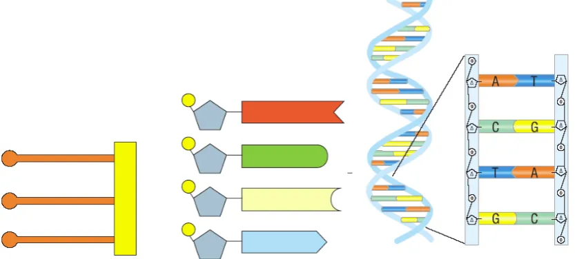 Figure 1. Schematic representations of a lipid (left) the nucleic acids (middle) and the DNA double helix (right) as presented in the junior high-school grade C Biology textbook