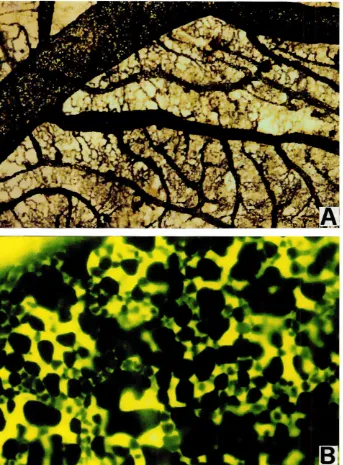 Fig. 2. MacroscopicfeaturesofCAM vasculature.(AI Image of theCAMartenovenoussysremafreran In vivointravascularinjecttonof India Ink