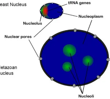 Fig. 2.Comparison of yeast and metazoan nucleoli. The eukaryotic nucleolus is defined by the Pol I-