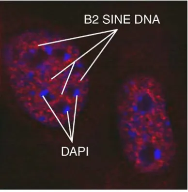 Fig. 3.FISH microscopy showing distribution of mouse B2 SINE elements. Mouse embryonic