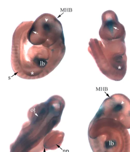 Fig. 1. Plxdc2-�zygous gene trap mice illustrated cellular Plxdc2-crete regions of the developing embryo