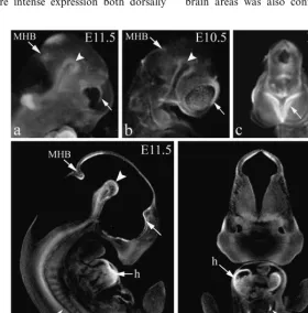 Fig. 3. In situtype embryos analysed by OPT. a–c, still images from diE11.5 embryo showing reduced heart; lb, lung bud; MHB, midbrain–hindbrain boundary; vsc, ventral spinal cord, including  hybridisation conWrms the Plxdc2-�geo expression pattern