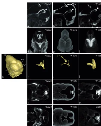 Fig. 4. DeWnition of Plxdc2-�geo expression within the cortical hem and MHB at E11.5 by comparison to Wnt1, Wnt3a, Wnt5a and Wnt8b