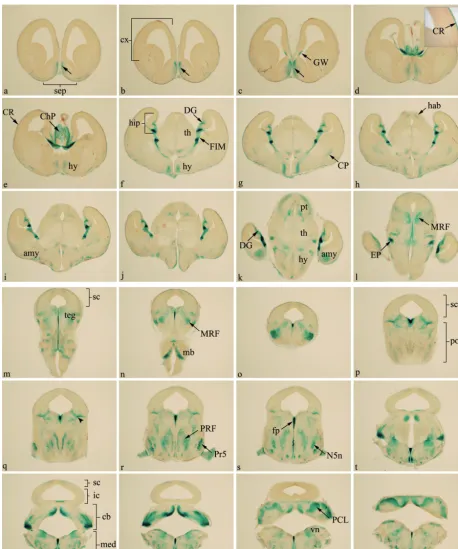 Fig. 5. Plxdc2-�sections from heterozygous geo expression in the E15.5 brain. Cellular Plxdc2-�geo expression in the E15.5 brain was investigated by X-gal staining of 100 �m coronalPlxdc2 gene trap mice