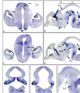 Fig. 7. Plxdc2 (PLAP) expression in the eye and ear at E15.5. a, coronal section through the eye showing PLAP expression