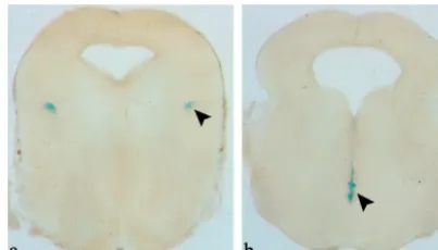 Fig. 8. Plxdc1-�geo expression in the brain. a, Plxdc1-�geo expression is restricted to a single paired midbrain nucleus in a position consistent with the pedun-culopontine tegmental nucleus (arrowhead)
