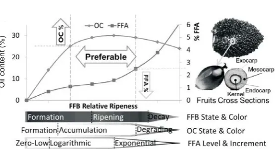 Fig. 1. Physical and chemical development of FFB upon maturing.