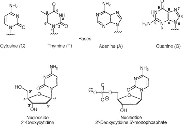 Figure 1.1 Structure of four heterocyclic bases, a nucleoside and nucleotide 
