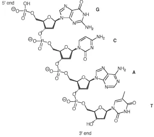 Figure 1.2 - Phosphodiester bonds and covalent structure of a DNA strand 