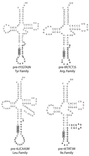 Figure 4.Predicted structure of intron-containing tRNA genes. One representative structure is shown