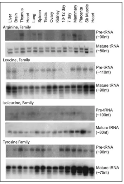 Figure 5.Northern blot confirmation of intron-containing tRNA genes. Northern blot analysis confirms